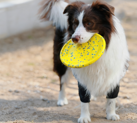 Durable Floating Dog Frisbee – High-Quality Material Flying Discs, Outdoor Interactive Fetch Toy for Large Breeds, Fun for Land & Water