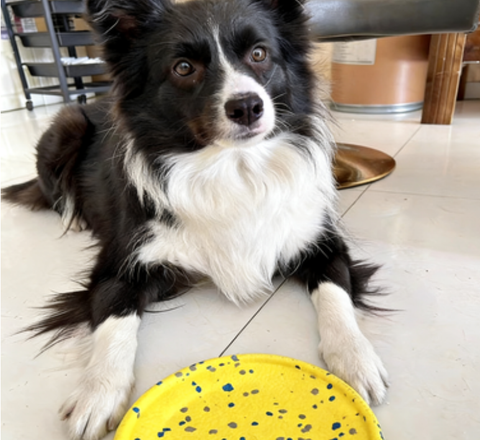 Durable Floating Dog Frisbee – High-Quality Material Flying Discs, Outdoor Interactive Fetch Toy for Large Breeds, Fun for Land & Water