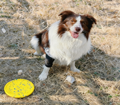 Durable Floating Dog Frisbee – High-Quality Material Flying Discs, Outdoor Interactive Fetch Toy for Large Breeds, Fun for Land & Water