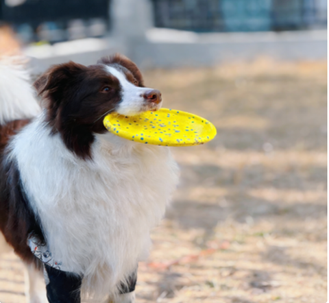 Durable Floating Dog Frisbee – High-Quality Material Flying Discs, Outdoor Interactive Fetch Toy for Large Breeds, Fun for Land & Water